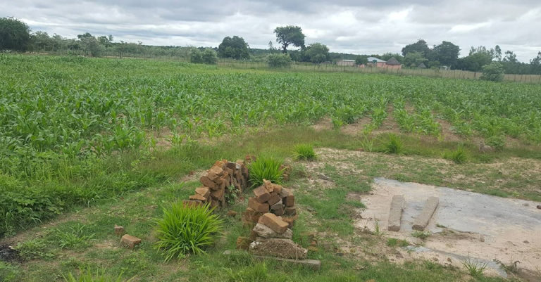 PICTURE OF THE MAIZE FIELD