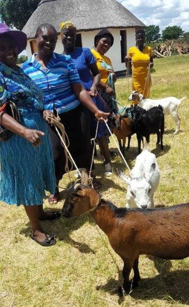 Goats with staff