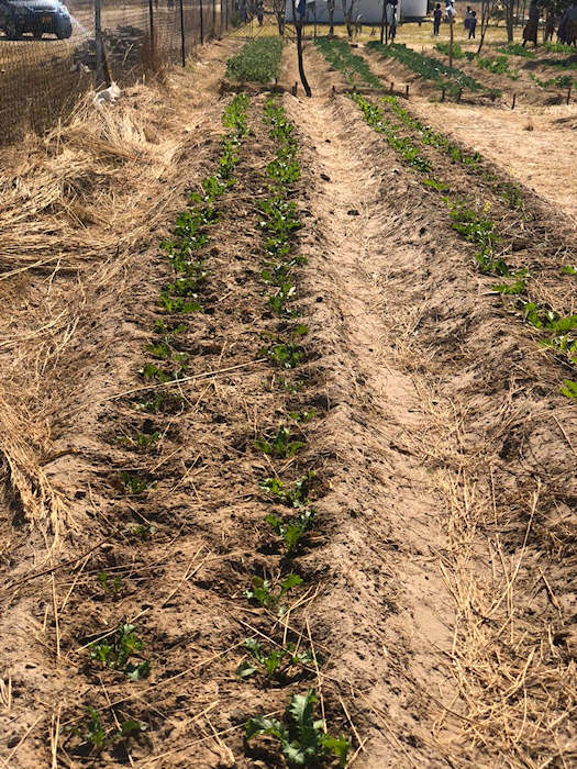 Rows of Growing Crops