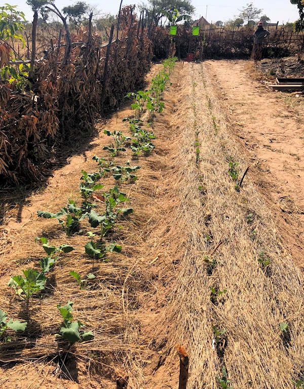 Long row of plants with irrigation piping