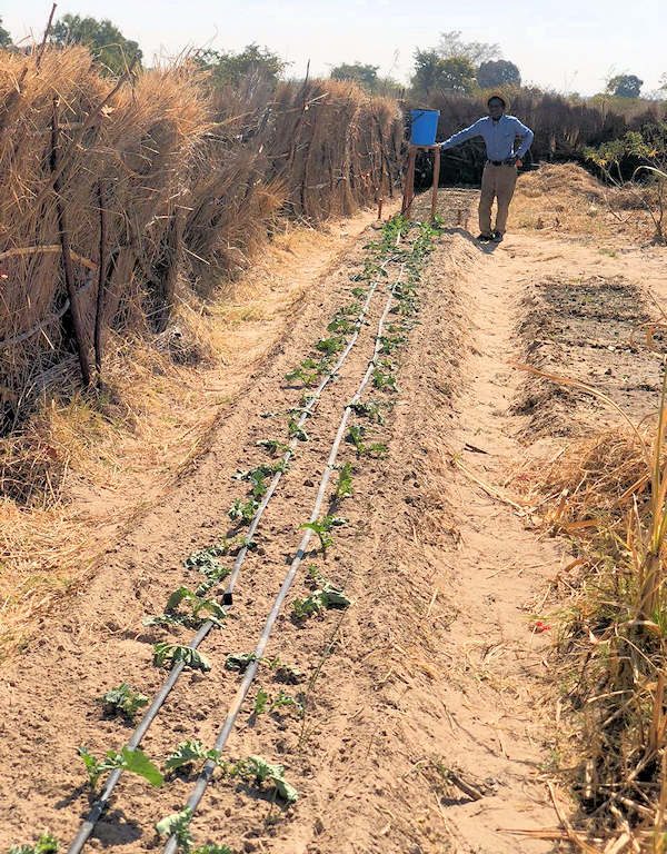 Long row of plants with irrigation piping