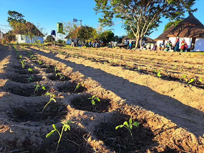 Transplanting Completion