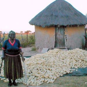 Woman with a large pile of corn