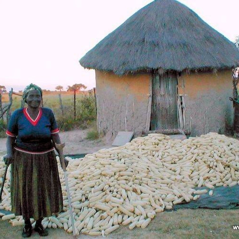 Woman with a large pile of corn