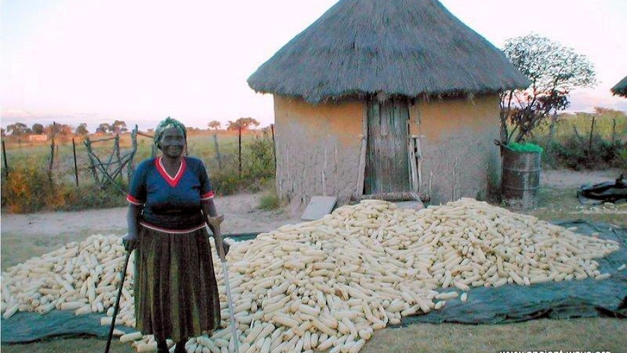 Woman with a large pile of corn